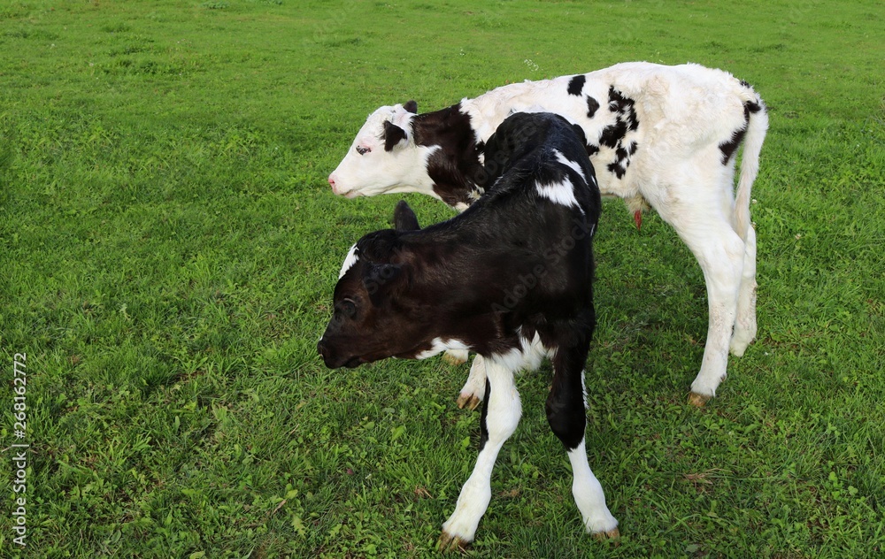 Newborn twin Holstein calves standing for the first time in the field an hour old Newborn twin Holstein calves standing for the first time in the field an hour old