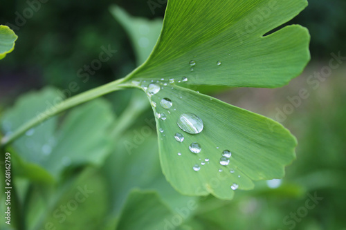 Dew, rain drops, droplets on green leaves of young Ginkgo Biloba common Maidenhair tree, plant, macro photography 