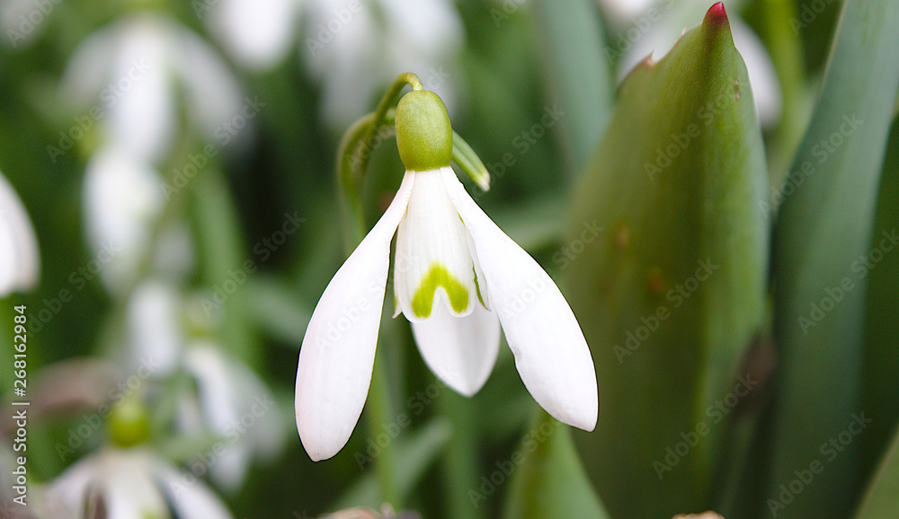 Schneeglöckchen im Frühling aus der nähe Aufgenommen. Schneeglöckchen im Frühling aus der nähe Aufgenommen.