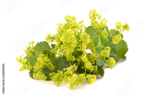 Alchemilla flowers isolated on white background.