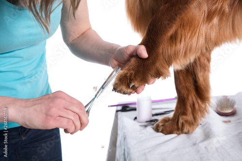 Grooming Dog. Pet Groomer Brushing Dog's
