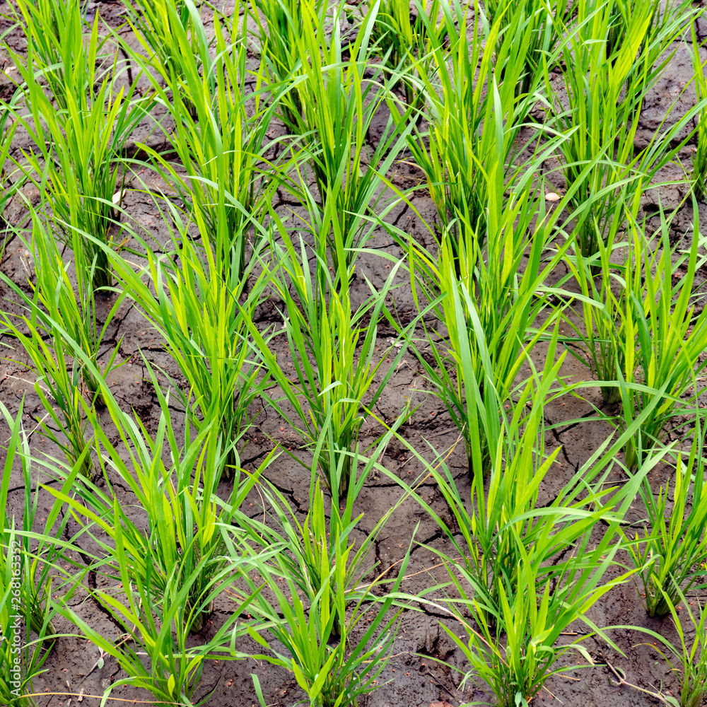 Obraz premium detail of rice paddy in Bali