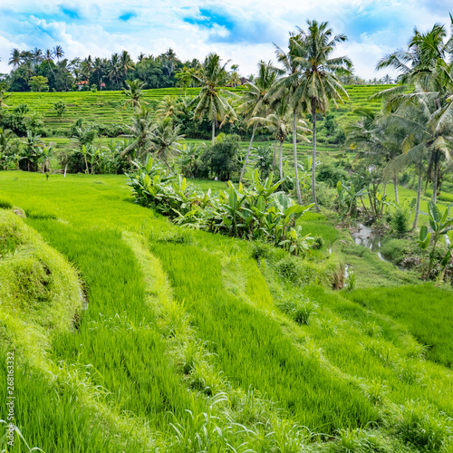 scenic rice paddys in Bali with palm trees