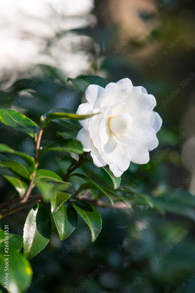 White flower on tree White flower on tree