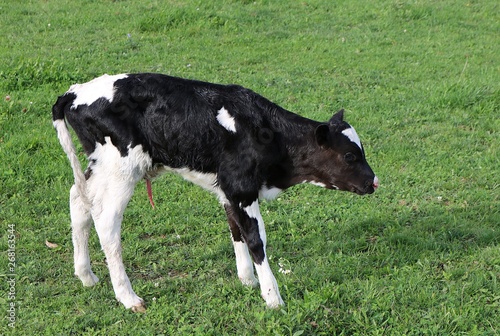 Close-up of a newborn Holstein calf standing for the first time alone in  the green grass on a sunny day. concept of first or baby steps © Diane