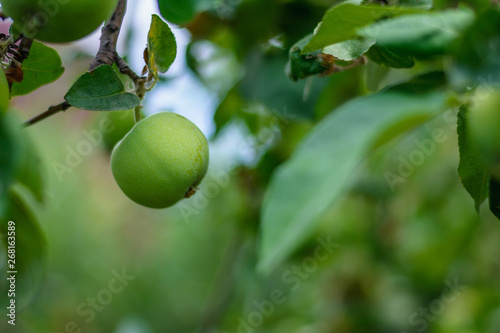 Green apple grows on a tree