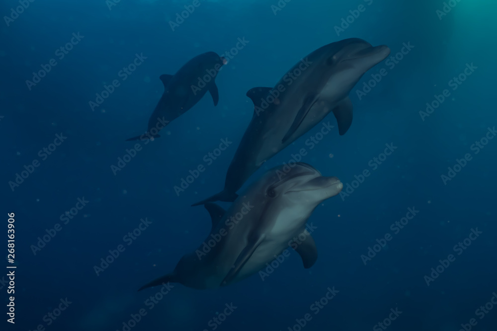 Dolphin swimming with divers in the Red Sea, Eilat Israel Dolphin swimming with divers in the Red Sea, Eilat Israel