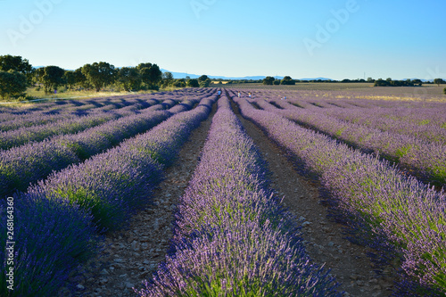 Lavender field  summer landscape near Brihuega Guadalajara  Spain