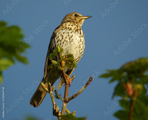 Canvas Print Song Thrush Perched On Branch