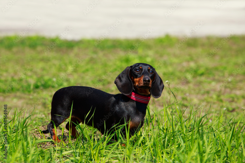 Dog breed dachshund