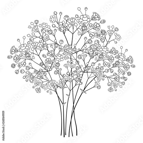 Bouquet of outline Gypsophila or Baby's breath flower bunch and bud in black isolated on white background.
