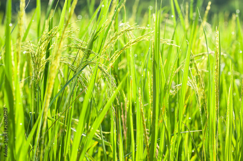 Rice paddy field with morning dew at sunrise.