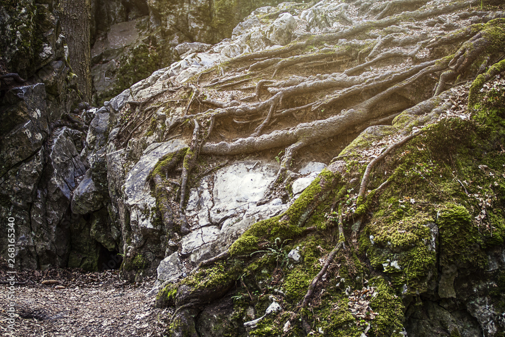 Nature Nature