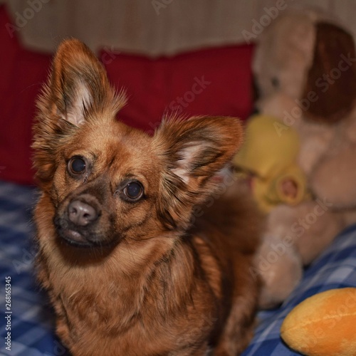 my dog