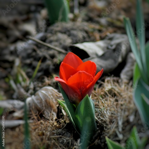 flower