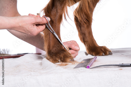 Grooming Dog. Pet Groomer Brushing Dog's photo