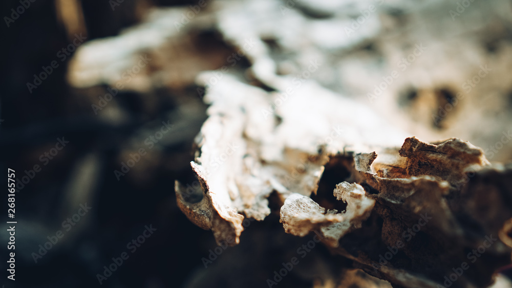 the wooden carcass