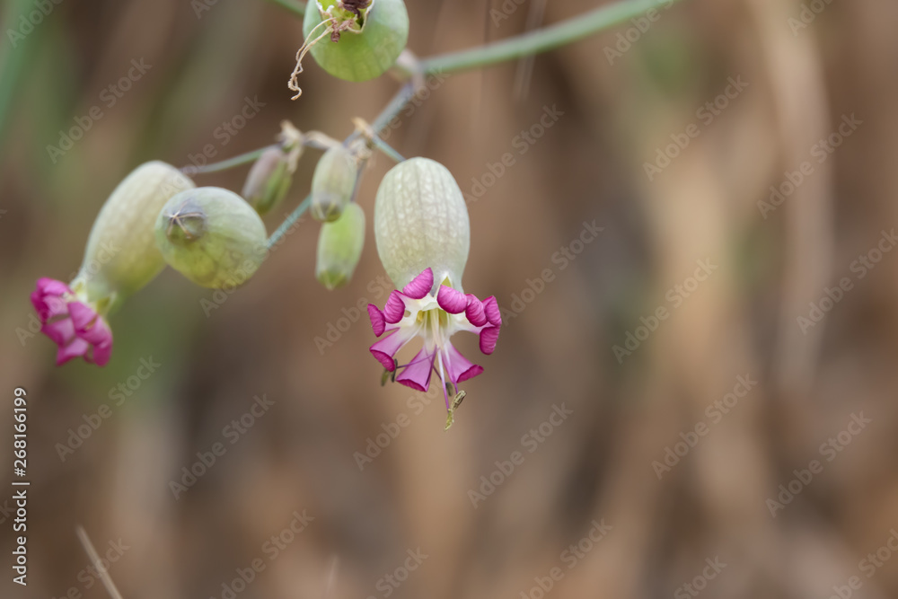 Bladder Campion Flowers in Bloom in Springtime Bladder Campion Flowers in Bloom in Springtime