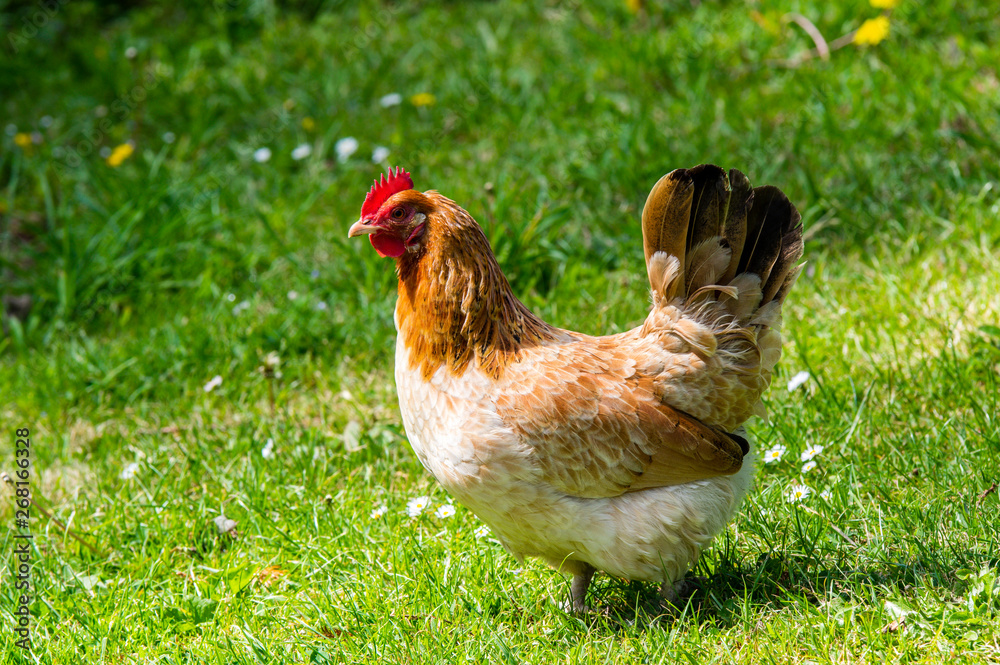 Fototapeta premium Poule en liberté