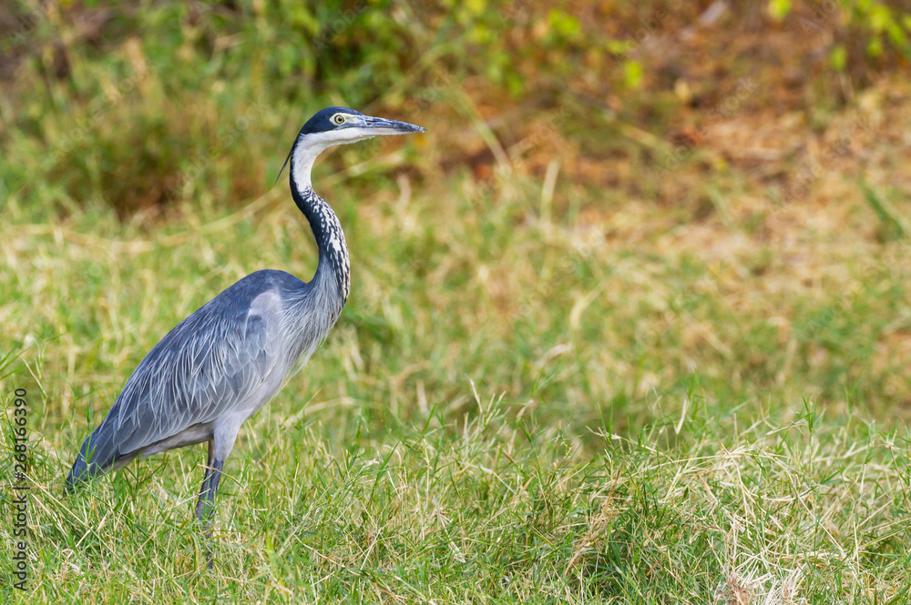 Black-headed heron Ardea melanocephala Ardeidae side view profile walking on grass Samburu National Reserve Kenya East Africa copy space Black-headed heron Ardea melanocephala Ardeidae side view profile walking on grass Samburu National Reserve Kenya East Africa copy space