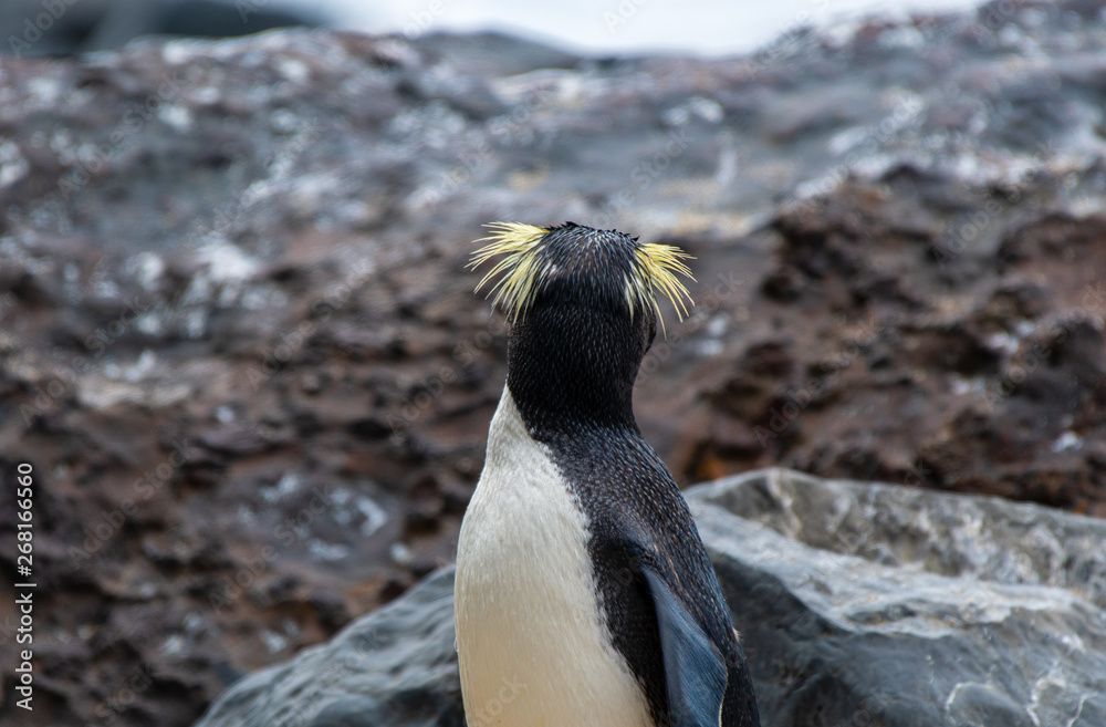 Naklejka premium A lone Fiordland penguin in the rain on the South Island of New Zealand