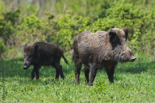 A wild boar family on green grass