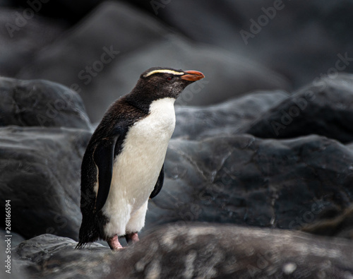 Close-up of a rare Fiordland penguin on the South Island of New Zealand