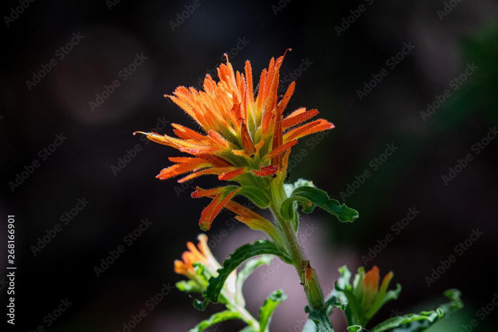 A Frosted Paintbrush (Castilleja pruinosa) wildflower