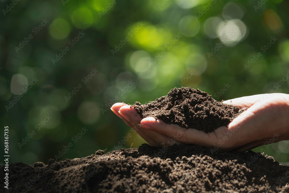 Hand of male holding soil in the hands for planting. - obrazy, fototapety, plakaty 