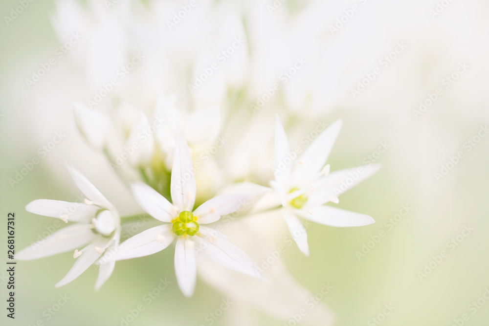 Daslook - Wild Garlic - Allium ursinum Daslook - Wild Garlic - Allium ursinum