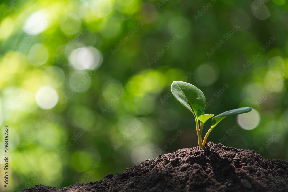 Seedling and plant growing in soil and copy space for insert text Seedling and plant growing in soil and copy space for insert text