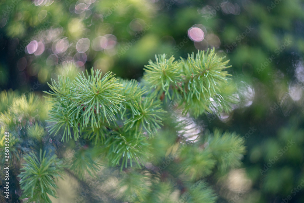 pine tree branch with cones pine tree branch with cones