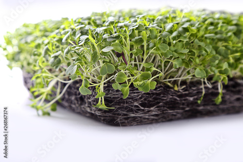 microgreens and healthy sprouts on a white background