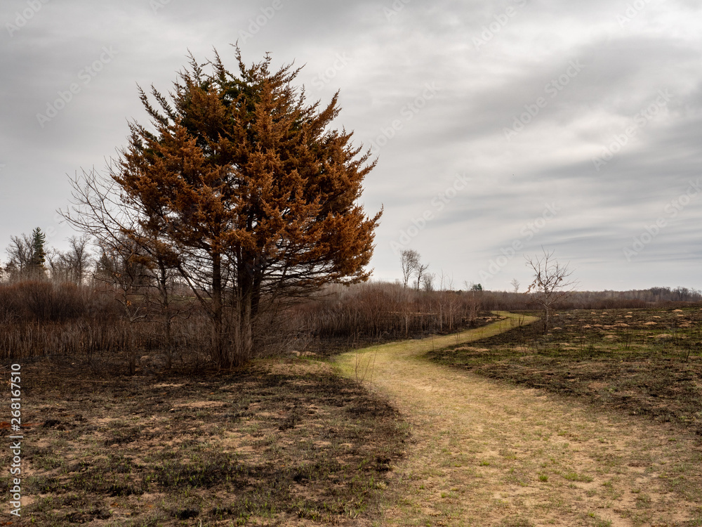 A path leads to a tree in a burned prairie