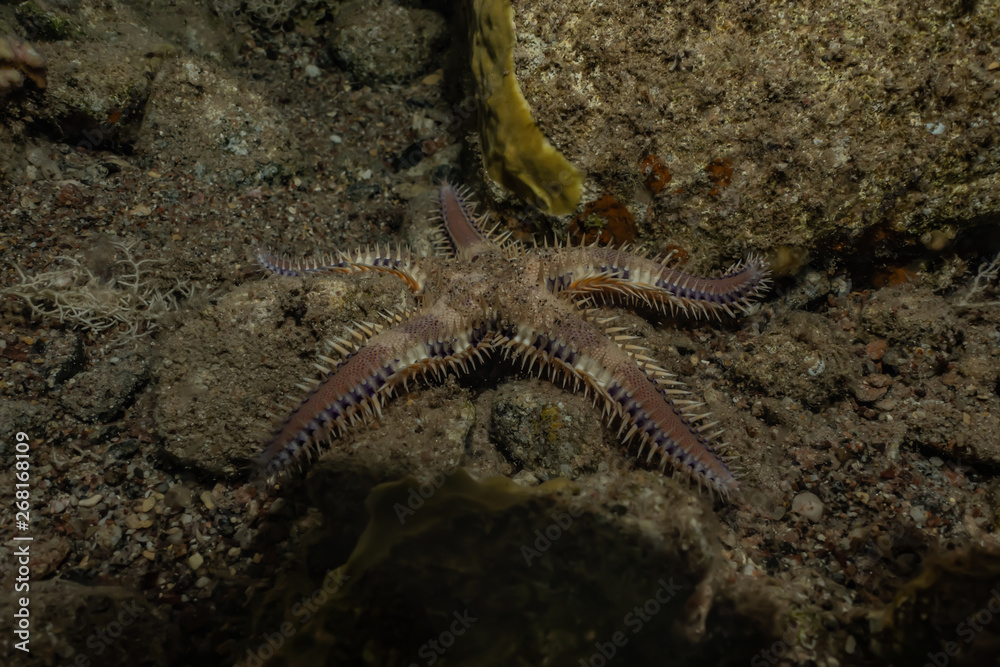 Starfish On the seabed in the Red Sea, eilat israel Starfish On the seabed in the Red Sea, eilat israel