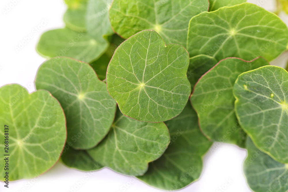 microgreens and healthy sprouts on a white background