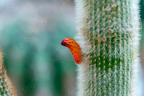 Detailreiches close up eines Cleistocactus brookeae Kaktus mit roter Blüte photo