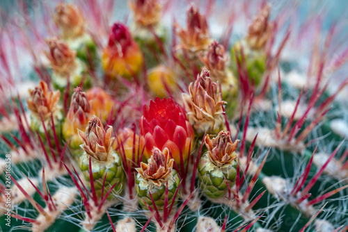 Detailreiches close up eines blühenden Ferocactus piliferus Kaktus mit roten Blüten photo