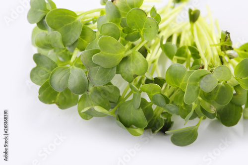 microgreens and healthy sprouts on a white background