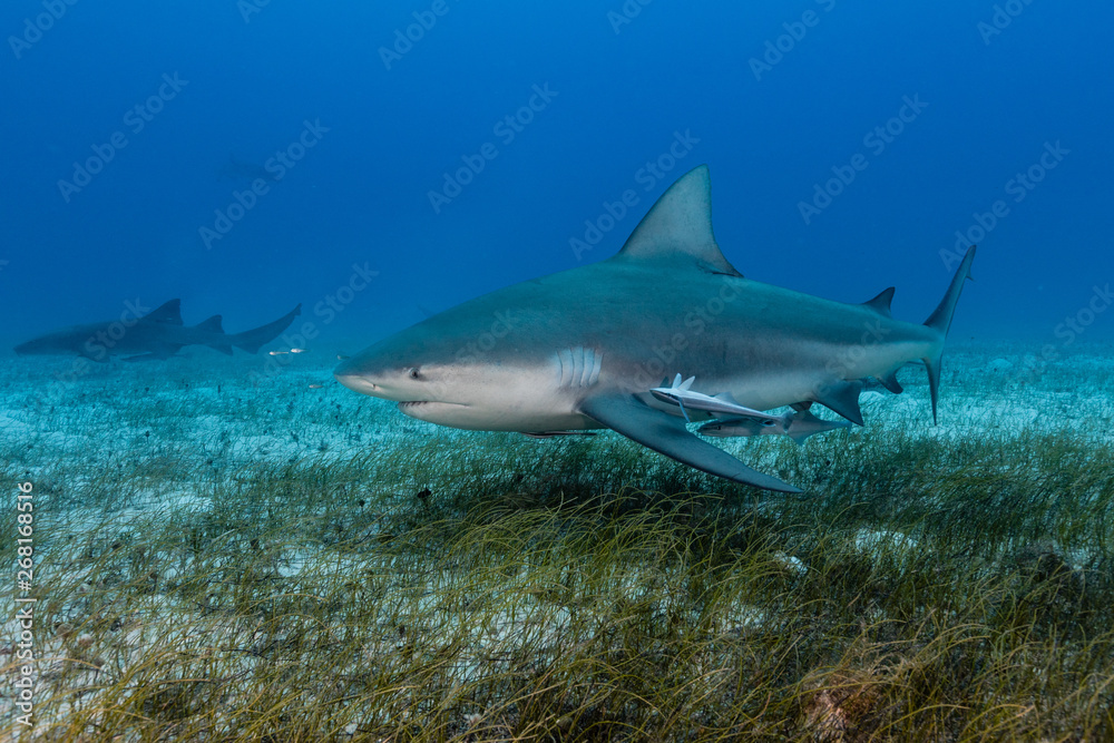 Fototapeta premium Bullshark