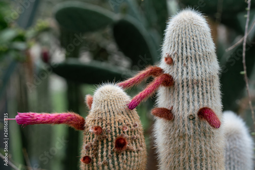 Detailreiches close up eines Cleistocactus strausii Silberkerzen Kaktus mit vielen pinkfarbenen Blüten  photo