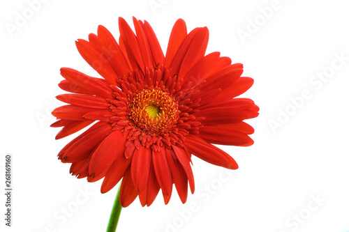 Red gerbera flower on white background