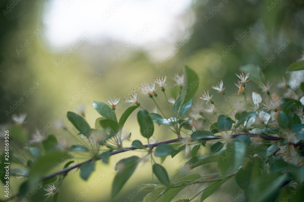 blooming bird cherry tree in spring blooming bird cherry tree in spring