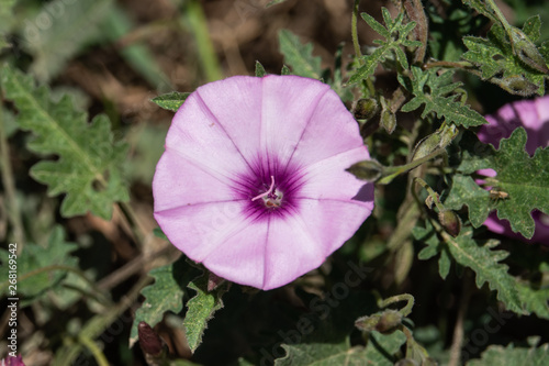 Mallow Bindweed Flower in Bloom in Springtime