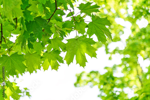 Spring eco friendly background - vivid green branches of maple tree on a sunny day.