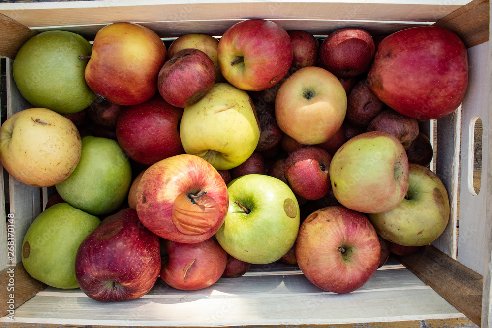 Organic apples for the horses: rotting apples. Organic apples for the horses: rotting apples.