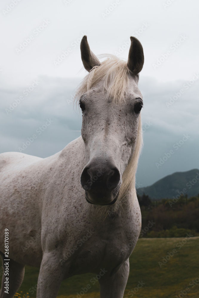 Portrait of a horse: beautiful, female, white or grey arabian horse in country house. Farm life