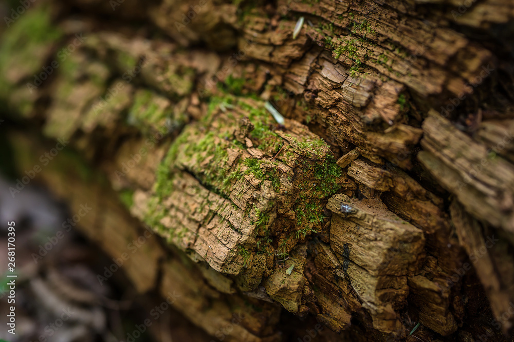 green moss on an old stump