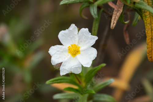 Montpellier Rock Rose Flowers in Bloom in Springtime