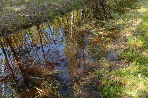 Swamp. Swamp surface  as abstract background.